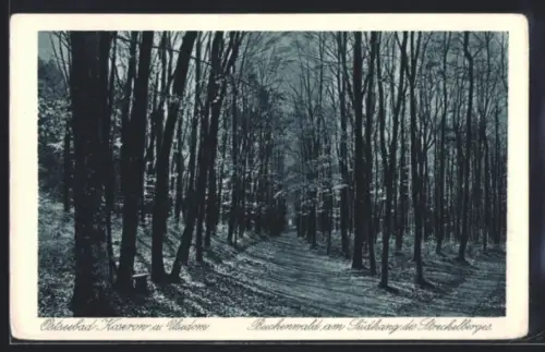 AK Koserow a. Usedom, Buchenwald am Südhang des Streckelberges