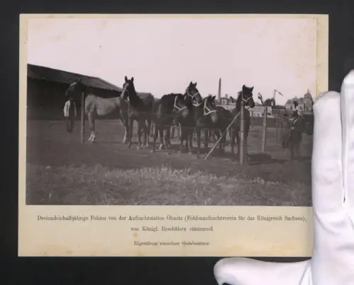 Fotografie Ansicht Ölsnitz, Fohlen der Aufzuchtstation Ölsnitz, Fohlenaufzuchtverein f. d. Königreich Sachsen, Pferd