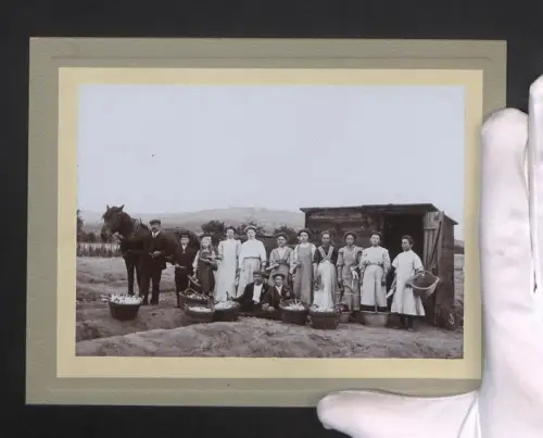 Fotografie Gruppe Spargel Bauern mit ihrer Spargelernte, Pferd mit Pferdekutsche