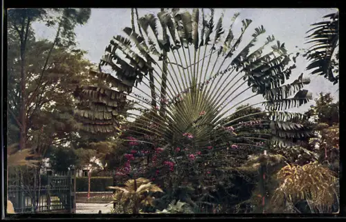 AK Singapore, Vegetationsbild, Travellers palm