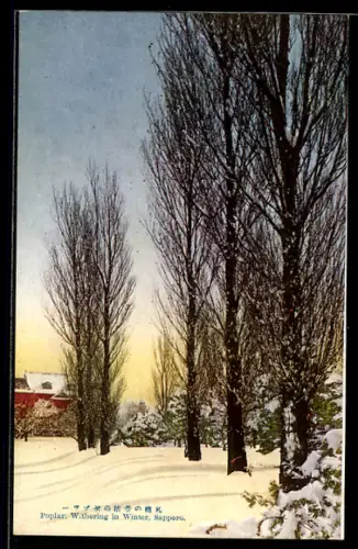 AK Sapporo, Poplar, Withering in Winter