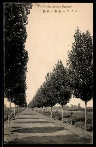 AK Sapporo, The Poplar Avenue