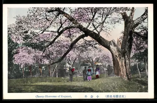 AK Koganei, Cherry-Blossoms of Koganei