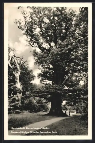 AK Stavenhagen /Meckl., Tausendjährige Eiche im Ivenacker Park