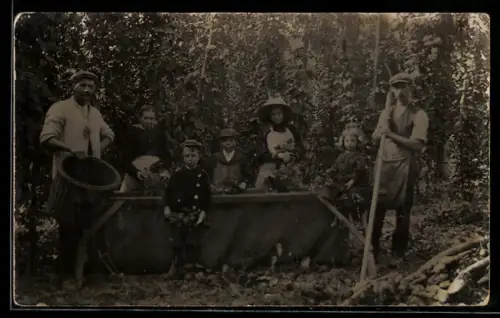 Foto-AK Gruppe bei der Hopfen-Ernte