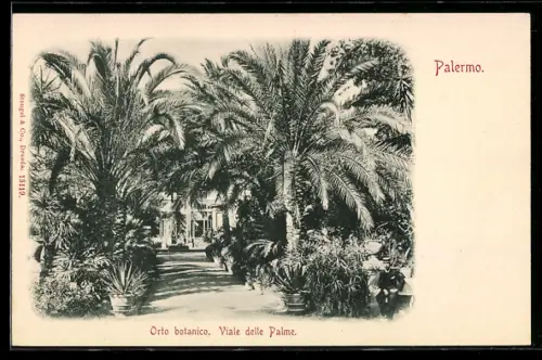 AK Palermo, Orto botanico, Viale delle Palme