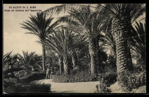 AK S. Remo, Palme nel Giardino dell`Imperatrice