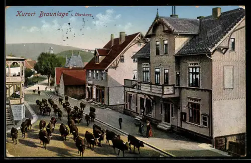AK Braunlage i. Oberharz, Viehtrieb durch die Hauptstrasse, Hotel, Wohnhäuser