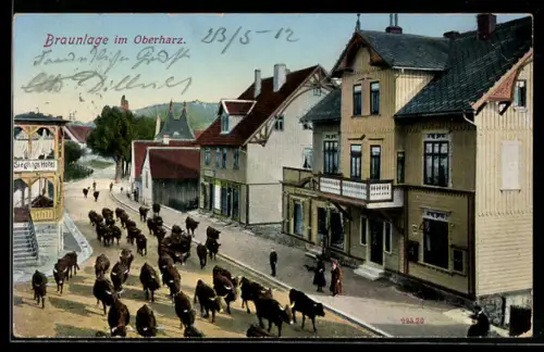 AK Braunlage im Oberharz, Strasse mit Viehtrieb, Sieglings Hotel