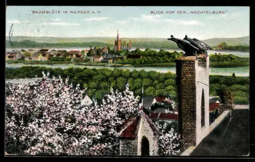 AK Werder a. H., Baumblüte, Blick von der Wachtelburg auf den Ort