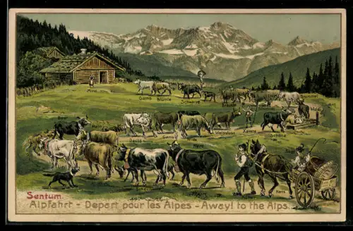 AK Sentum, Ochsen bei der Alpfahrt, Viehzucht, Bauer