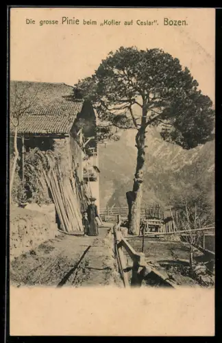 AK Bozen, Die grosse Pinie beim Kofler auf Ceslar