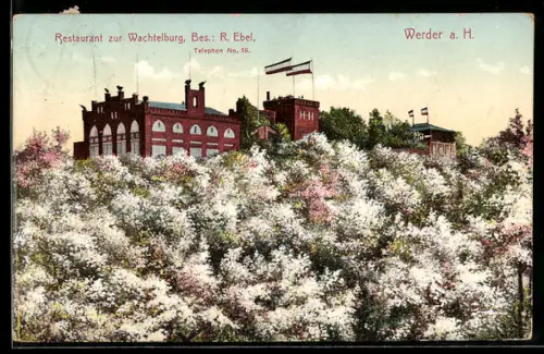 AK Werder, Restaurant zur Wachtelburg, Baumblüte