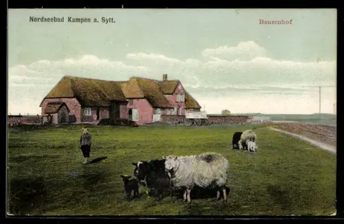 AK Westerland /Sylt, Bauernhof mit Schafen