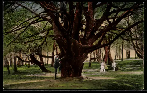AK Stubbenkammer, Spaziergänger bei dem grossen Baum Herthabuche