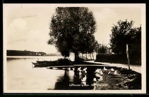 AK Lychen, Partie am Oberpfuhl, Enten