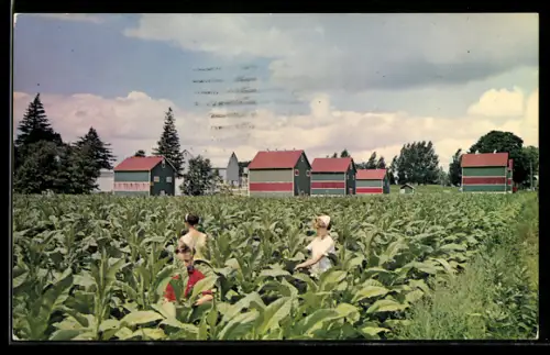 AK Tillsonburg, Suckering the tobacco crop, curing kilns are in the background