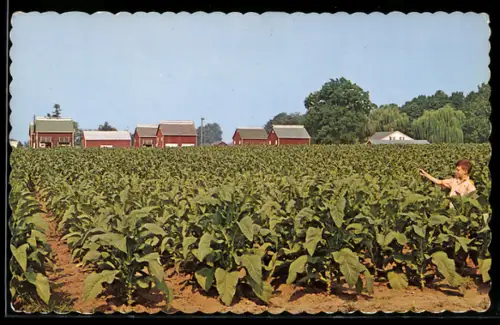 AK Ontario, Typical tobacco fields & kilns