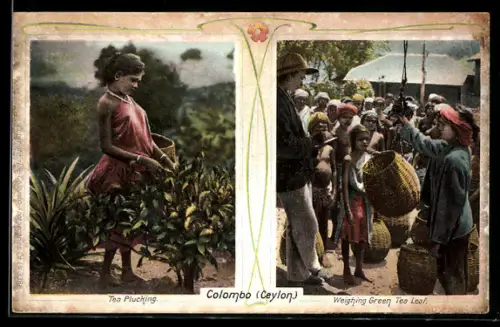 AK Colombo / Ceylon, Tea Plucking, Weighing Green Tea Leaf, Teeanbau