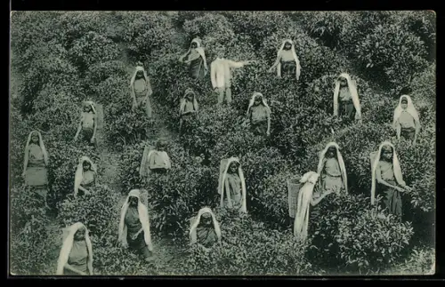 AK Ceylon, Tea Pluckers at work