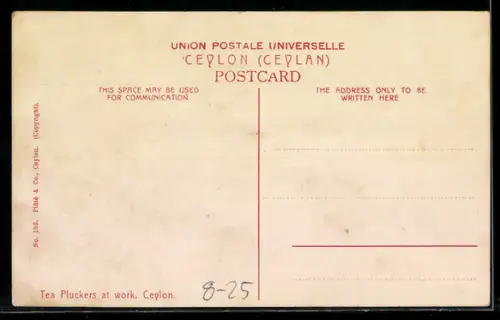 AK Ceylon, Tea Pluckers at work