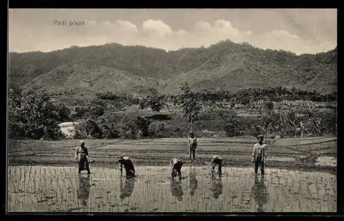 AK Bauern auf einem Reisfeld