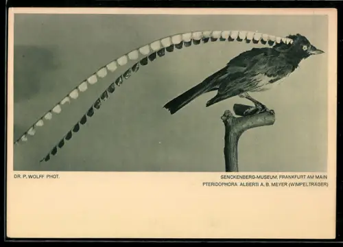 AK Frankfurt-Westend, Senckenberg-Museum, Pteridophora Alberti A.B. Meyer, Fotoverlag Prof. Dr. Paul Wolff