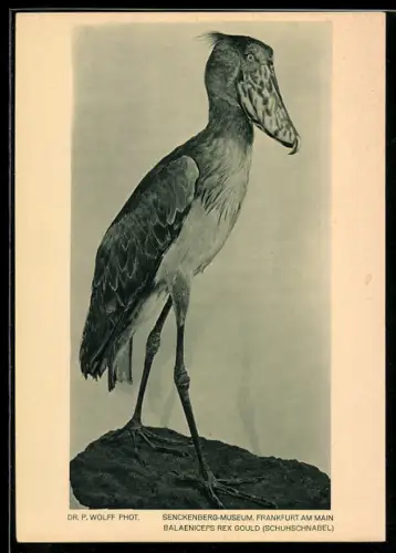 AK Frankfurt-Westend, Senckenberg-Museum, Balaeniceps Rex Gould, Fotoverlag Dr. Paul Wolff