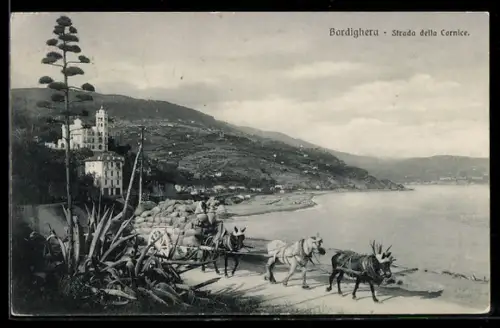 AK Bordighera, Strada della Cornice con carro trainato da muli lungo la costa mediterranea