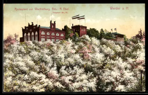AK Werder, Restaurant zur Wachtelburg, Baumblüte