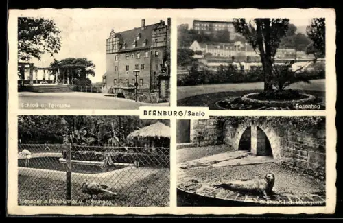 AK Bernburg /Saale, Schloss und Tegernsee, Rosenhag, Seehund in der Menagerie