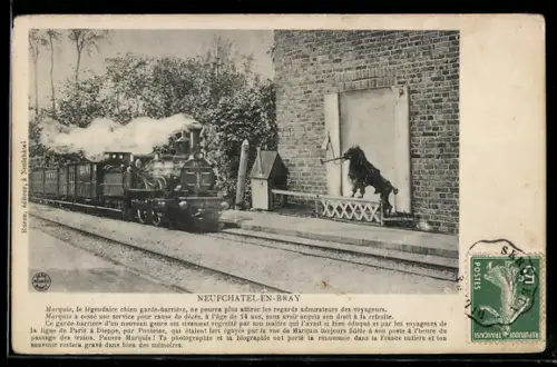 AK Neufchatel-en-Bray, Marquis, le légendaire chien garde-barrière