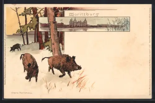 Lithographie Moritzburg, Schloss Moritzburg, Wildschweine im Wald