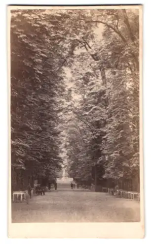 Fotografie unbekannter Fotograf, Ansicht Bad Pyrmont, Spaziergänger in einer Allee