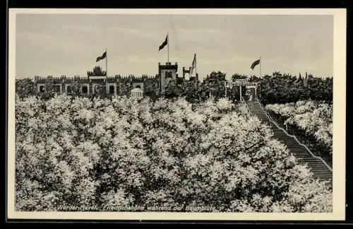AK Werder /Havel, Friedrichshöhe während der Baumblüte