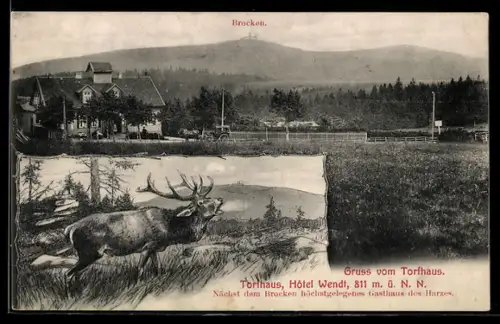 AK Torfhaus /Harz, Hotel Wendt - nächst dem Brocken höchstgelegenes Gasthaus des Harzes, Hirsch