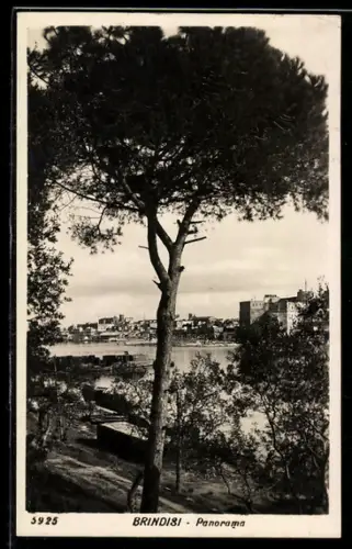 AK Brindisi, Panorama con albero in primo piano e vista sulla città