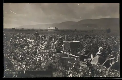 AK Neustadt a. H., Weinbauern auf dem Feld