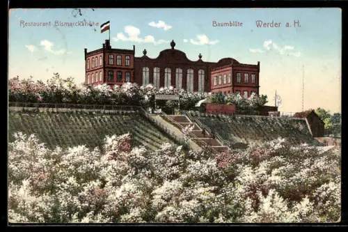 AK Werder a. H., Restaurant Bismarckhöhe, Baumbüte