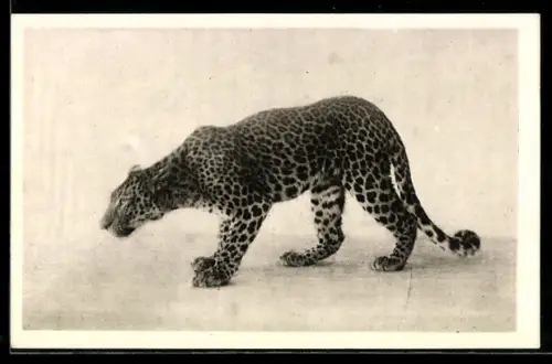 AK Wien, Menagerie Schönbrunn, Leopard, Felis pardus