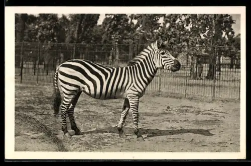 AK Wien, Schönbrunn, Menagerie, Zebra aus Ostafrika
