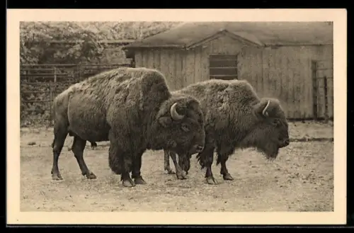 AK Wien-Schönbrunn, Menagerie, Bison, Nordamerika