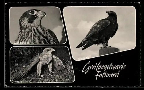AK Karlsruhe-Durchlach, Greifvogelwarte und Falknerei, Wanderfalke, Habicht und Steinadler