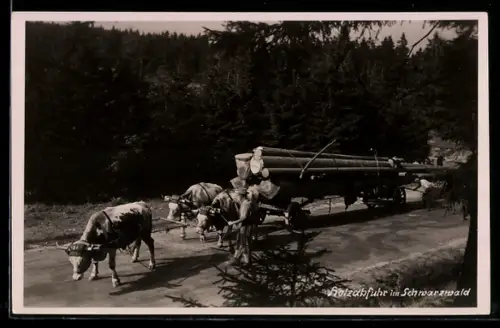 AK Schwarzwald, Holzabfuhr mit Kühen