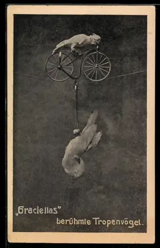 AK Tropenvögel auf einem Hochseil mit Fahrrad, Dressur