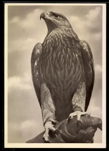 AK Kaiseradler Melitta von Kunstfalkner J.F. Wedde