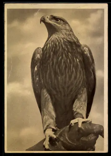 AK Kaiseradler Melitta