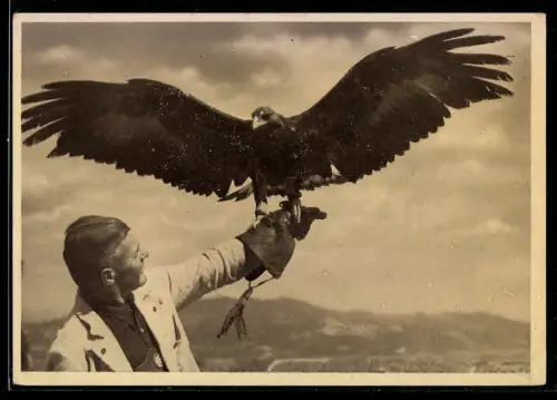 AK Ein Falkner mit seinem prächtigen Tier bei der Dressur