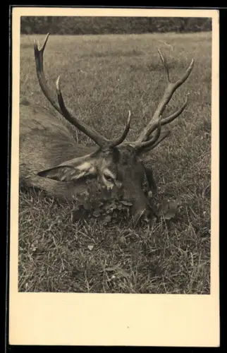 Foto-AK Bei der Jagd erlegter Hirsch