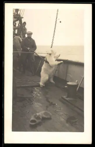 Foto-AK Eisbärenjunges in Gefangenschaft auf einem Schiff